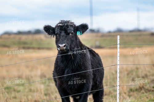 Cattle on Pasture 192046