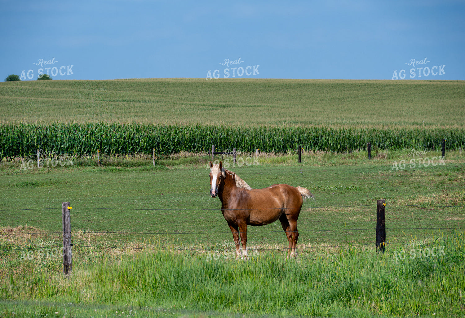Horse on Pasture 302064