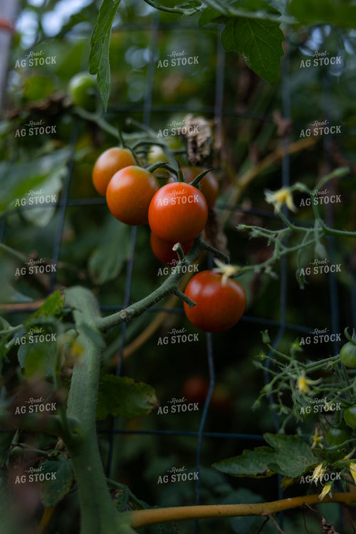 Tomato Plant 52529