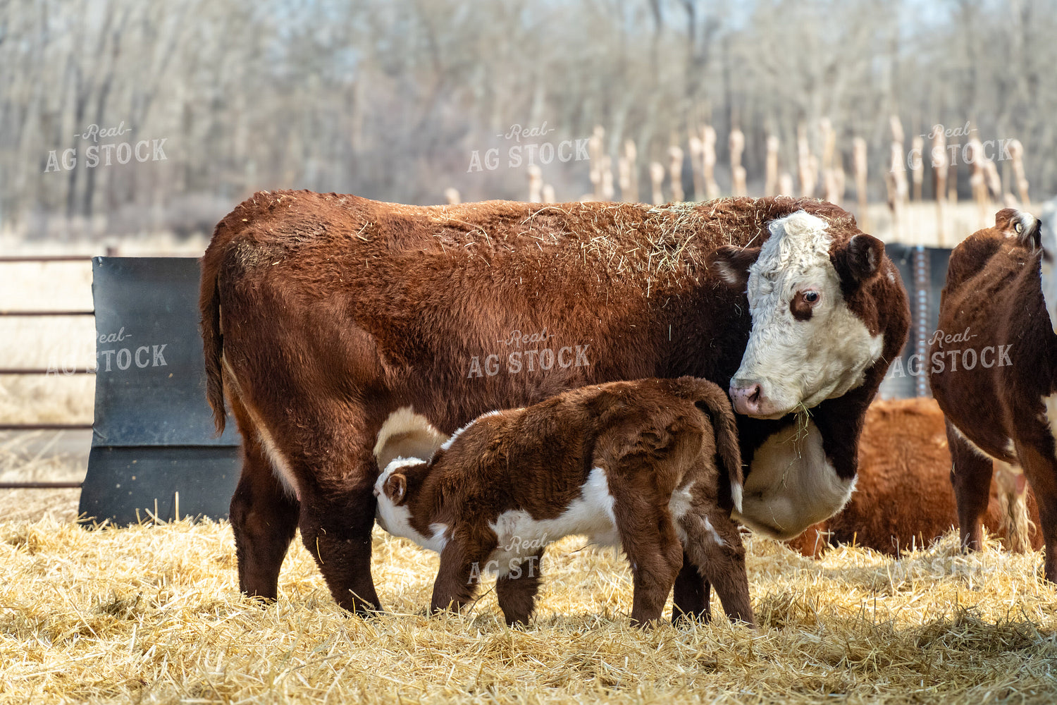 Hereford Cow Calf Pair 65585