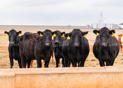Angus Cattle 231050