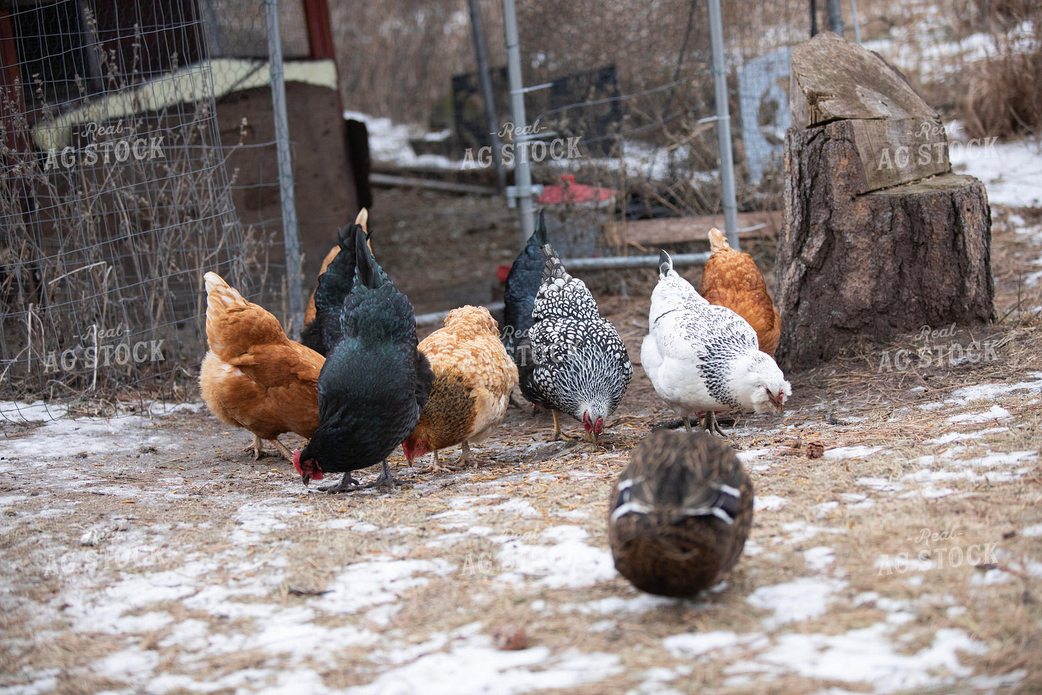 Chickens Eating 117487