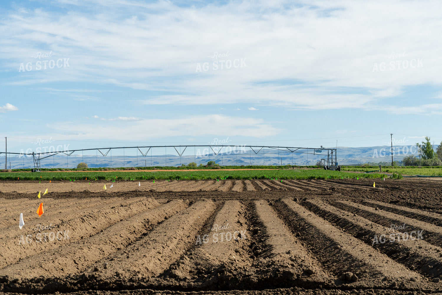Potato Field Test Plot 65679