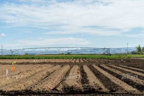 Potato Field Test Plot 65679