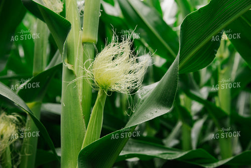 Silking Ear of Corn 137050