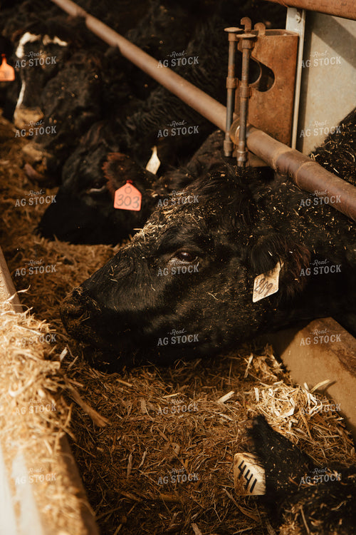 Cattle Eating in Feedlot 67623