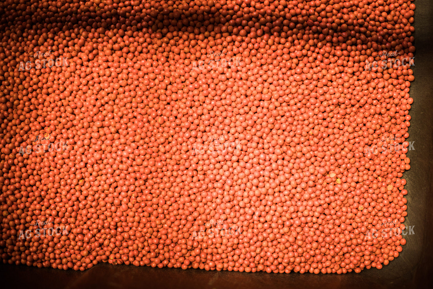 Treated Soybean Seeds 7977