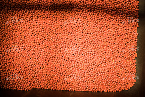 Treated Soybean Seeds 7977