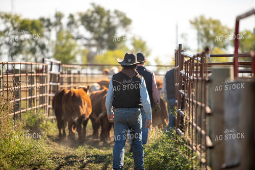 Ranchers Working Cattle 212125