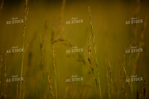 Cutting Hay 4935