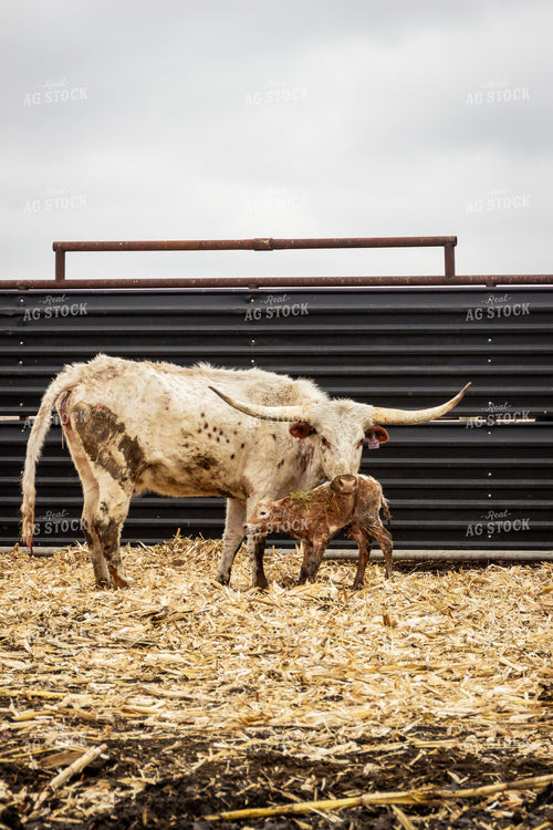 Longhorn Cow Calf Pair 155110