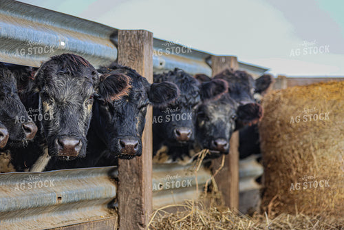 Cattle 160039