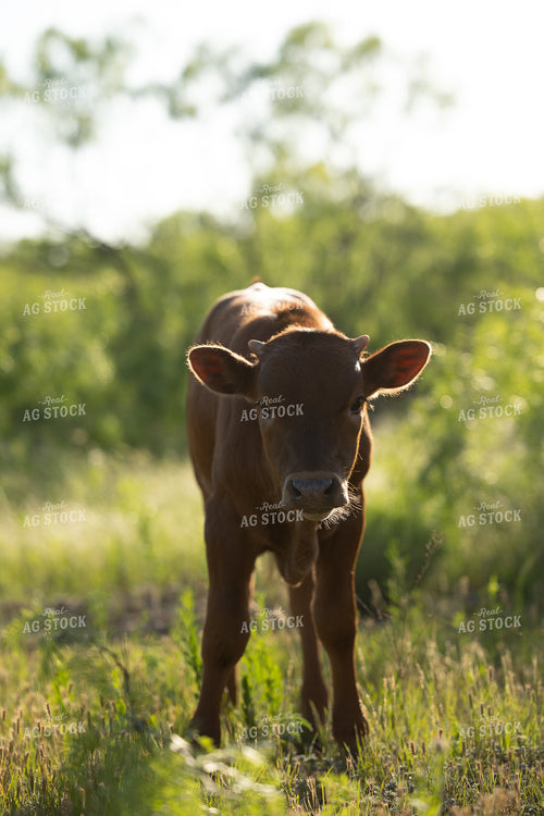 Calf 205044