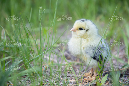 Chick 117338