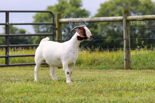 Boer Goat 160356