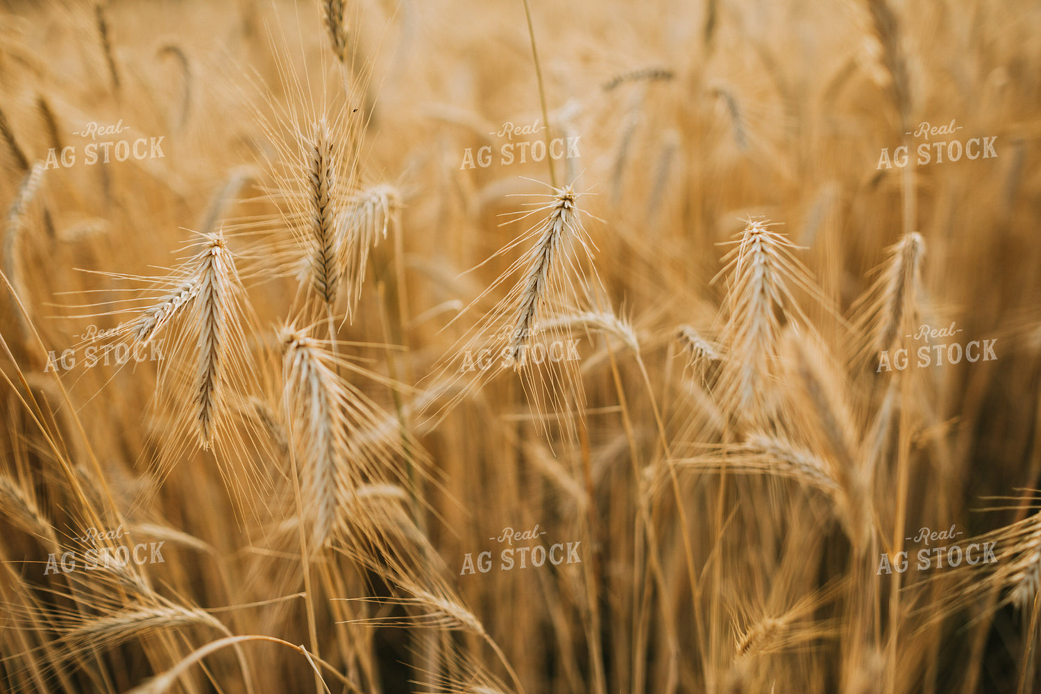 Field of Rye 5957