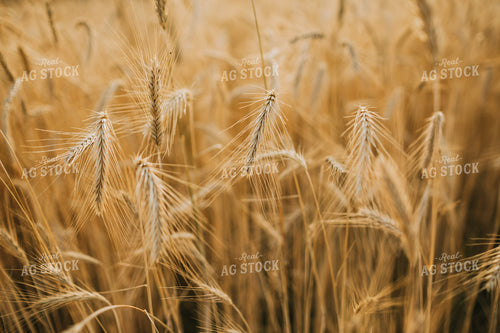 Field of Rye 5957