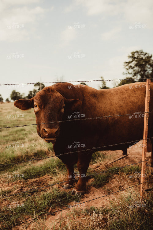 Angus Bull 203057