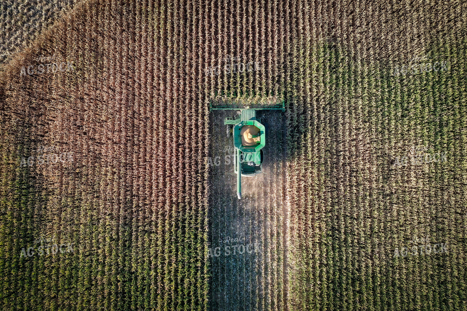 High Moisture Shell Corn Harvest Drone 56173