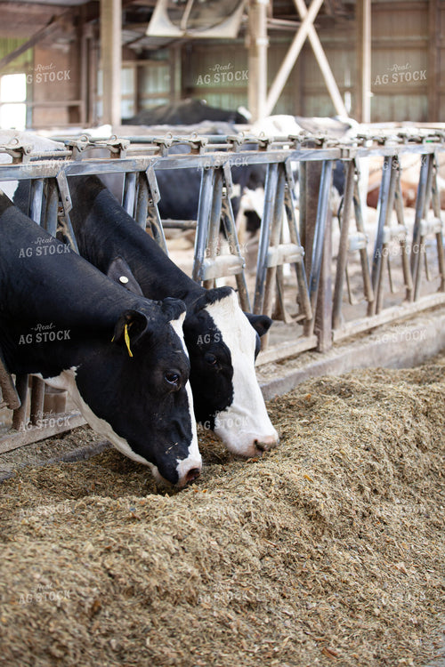 Holstein Cattle Eating 132231