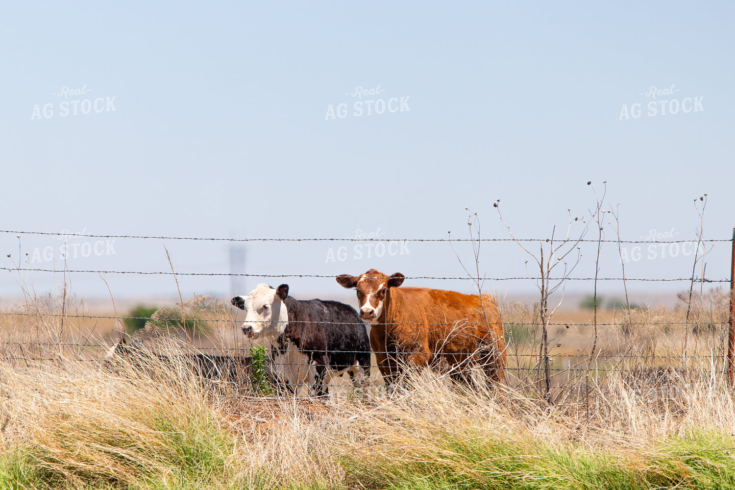 Calves on Pasture by Barbed Wire Fence 208086