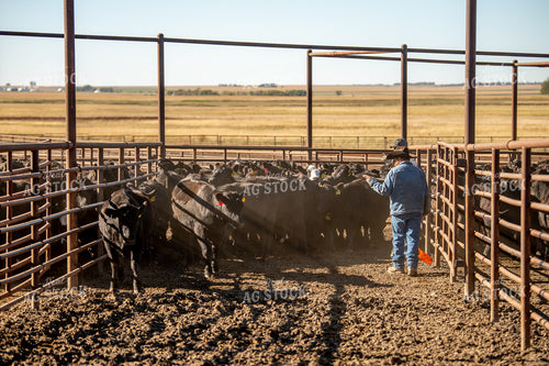 Loading Cattle 212090