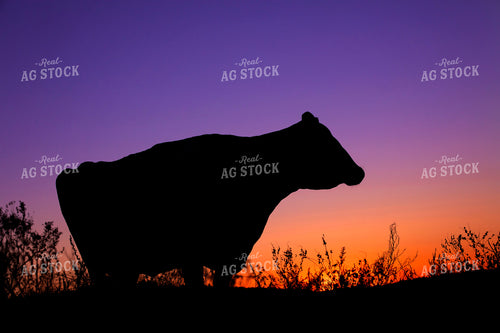 Cow Silhouette 55418