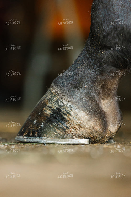 Horseshoes 52740