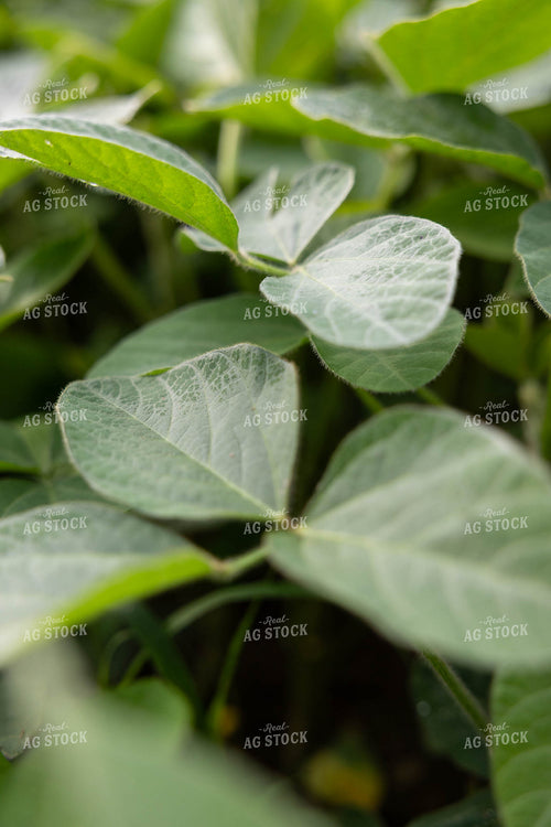 Midseason Soybeans 52819