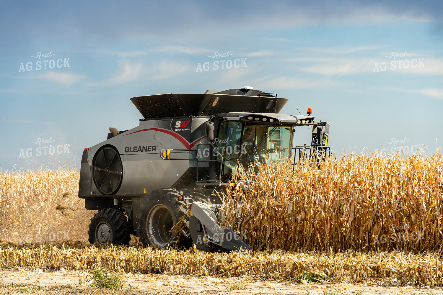 Corn Harvest 65823