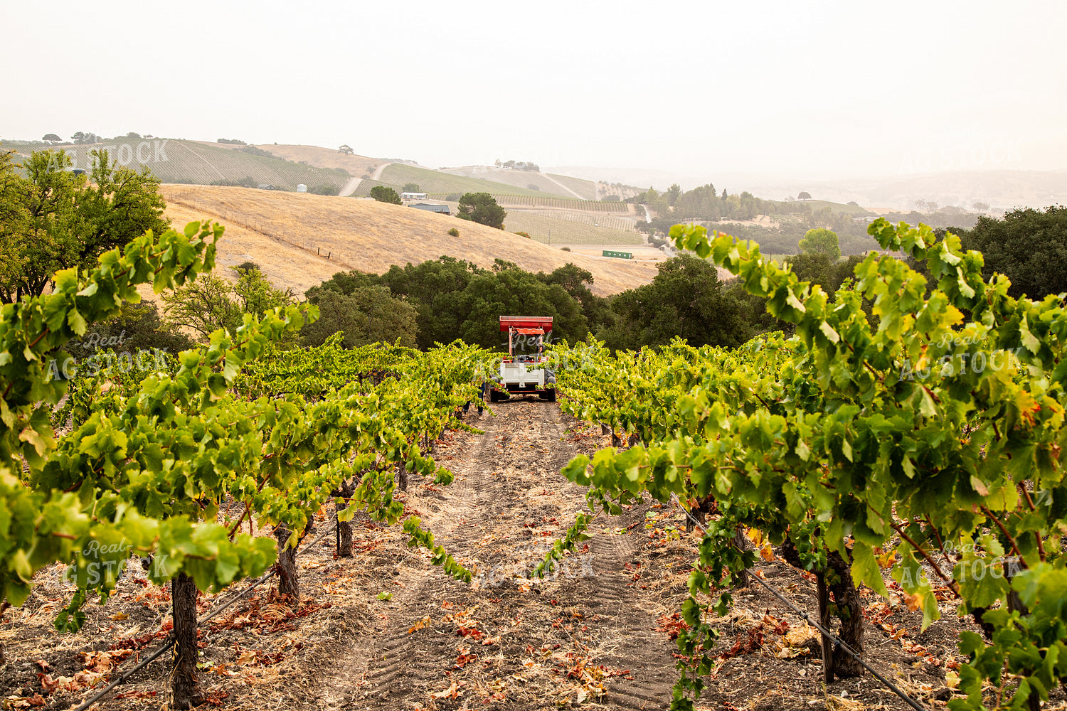 Grape Harvest 276028