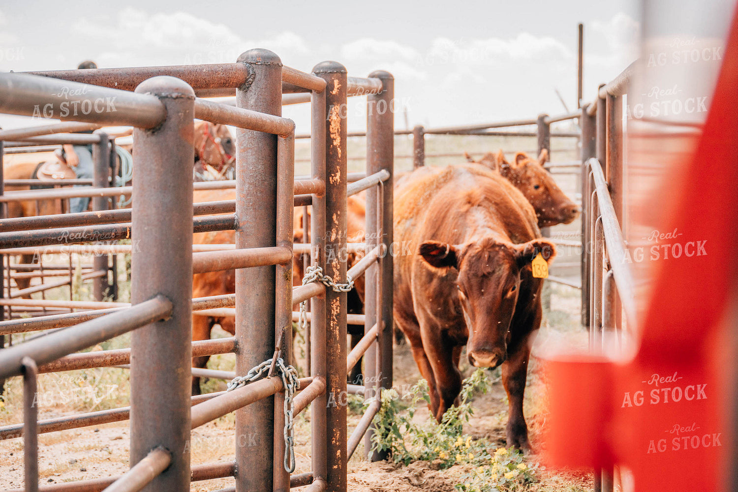 Red Angus Approaching Chute 97041