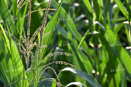 Corn Tassel 84180