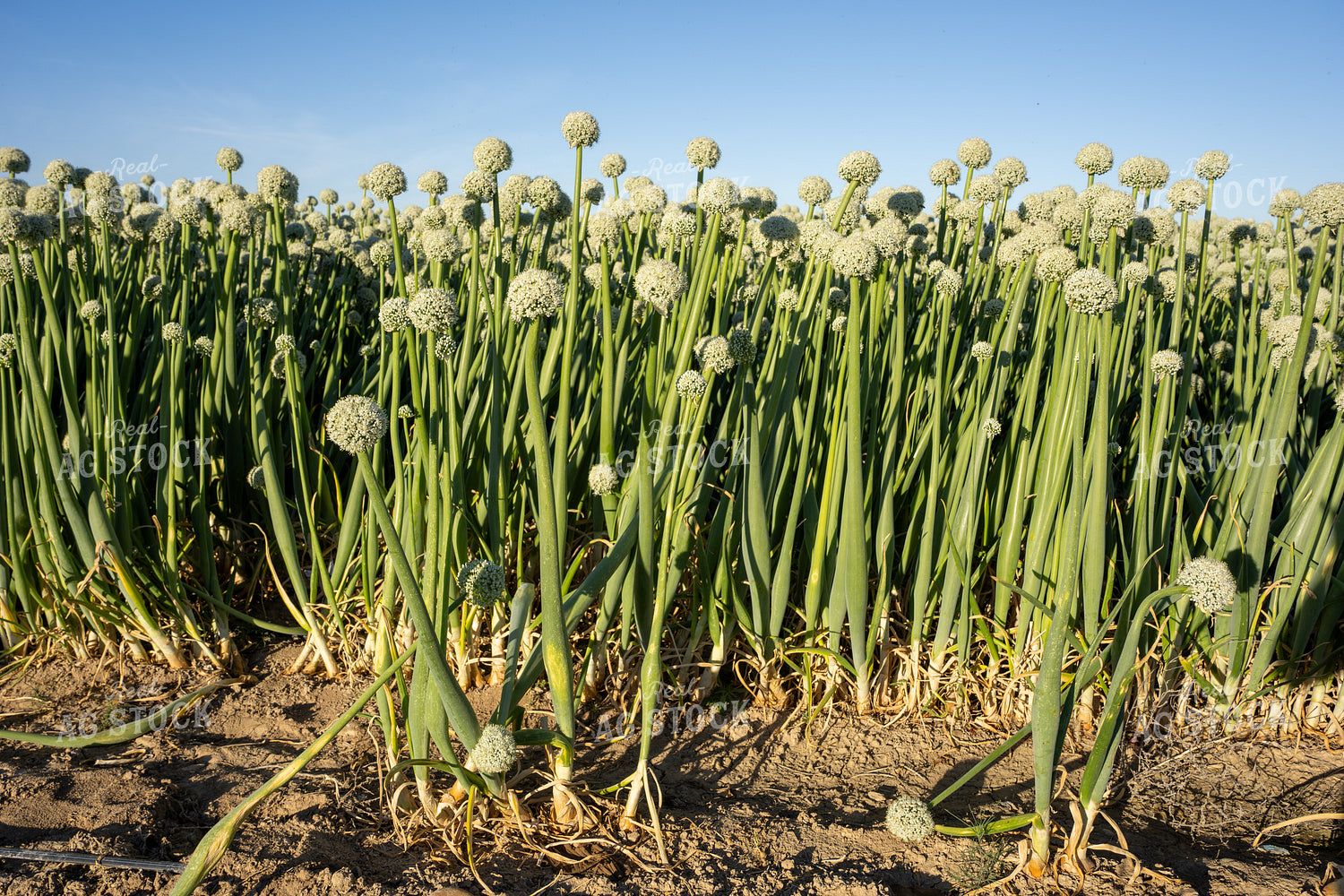 Onion Seed Field 65811