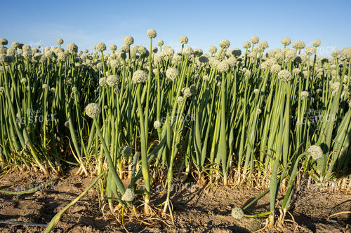 Onion Seed Field 65811