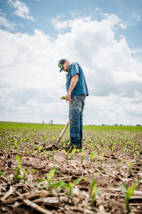Farmer Checks Root System of Early Growth Corn in Field 56675