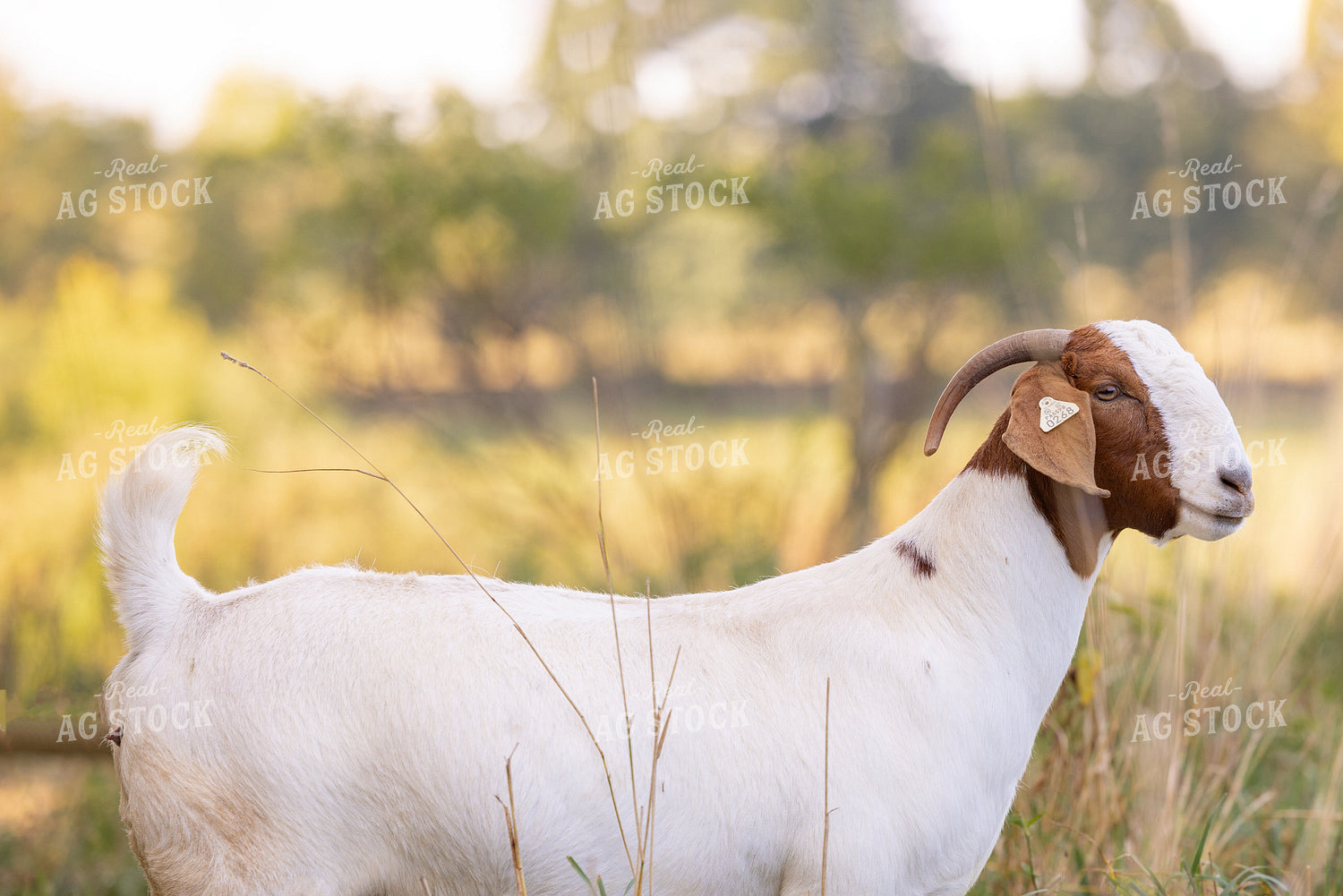 Goats 233009