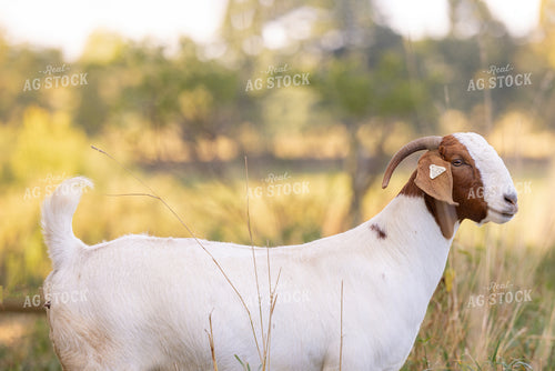 Goats 233009