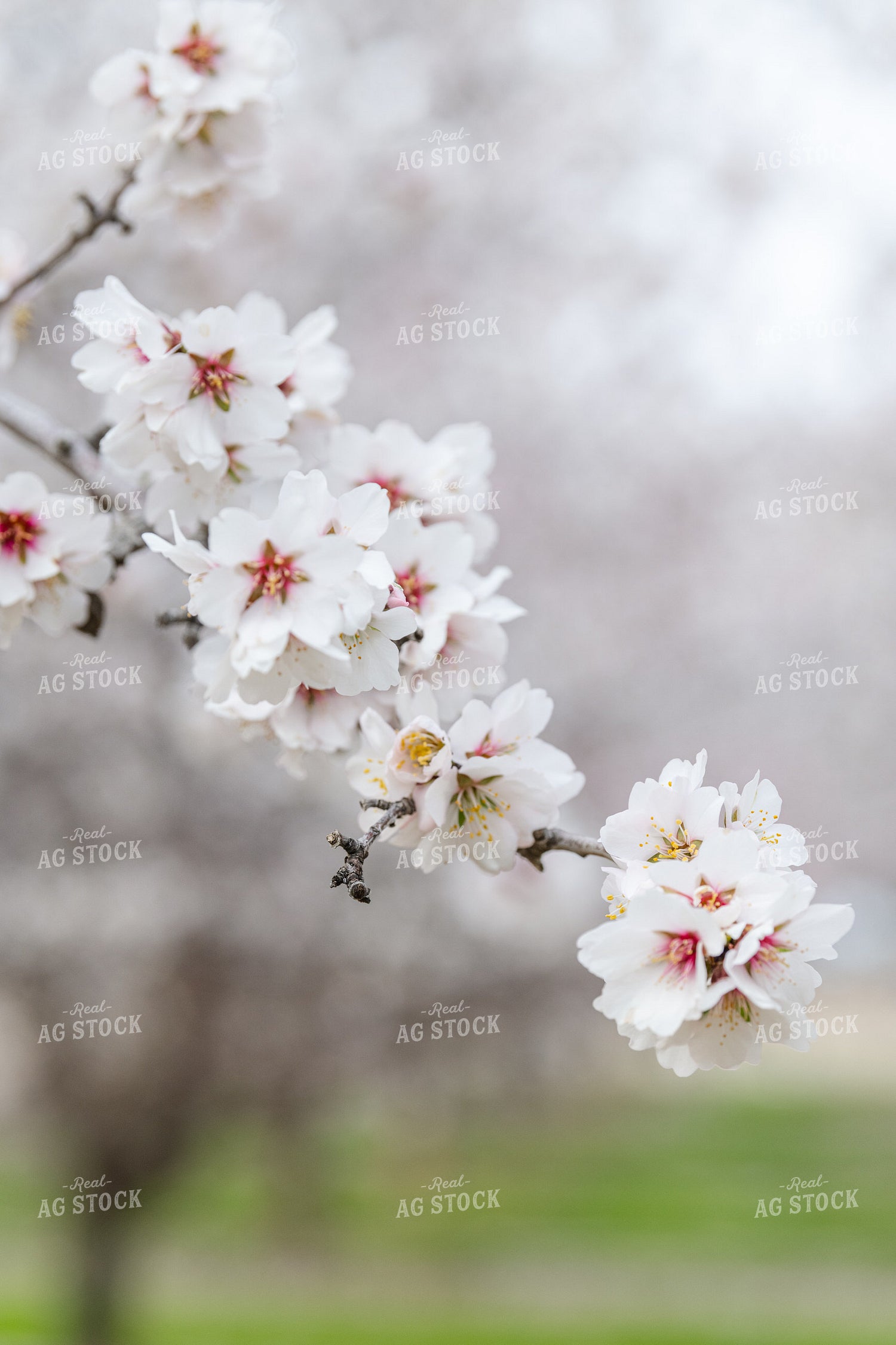 Almond Blossoms on Tree Branch 107088