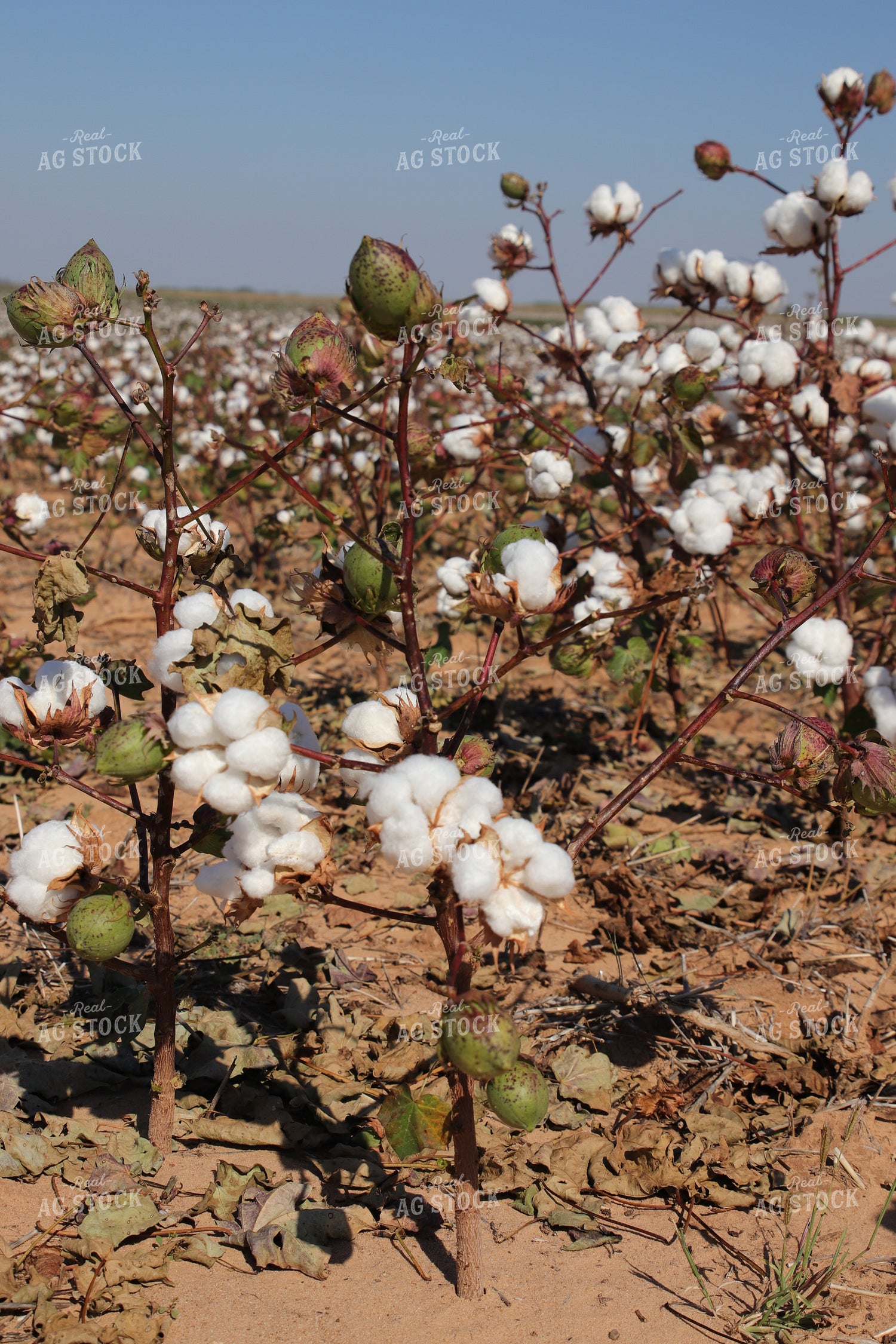 Cotton Field 102218