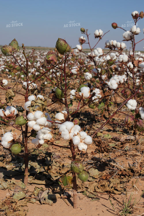 Cotton Field 102218