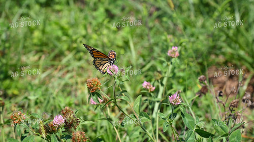 Butterfly Collecting Nectar and Pollen from Wildflowers on CRP Land 25069