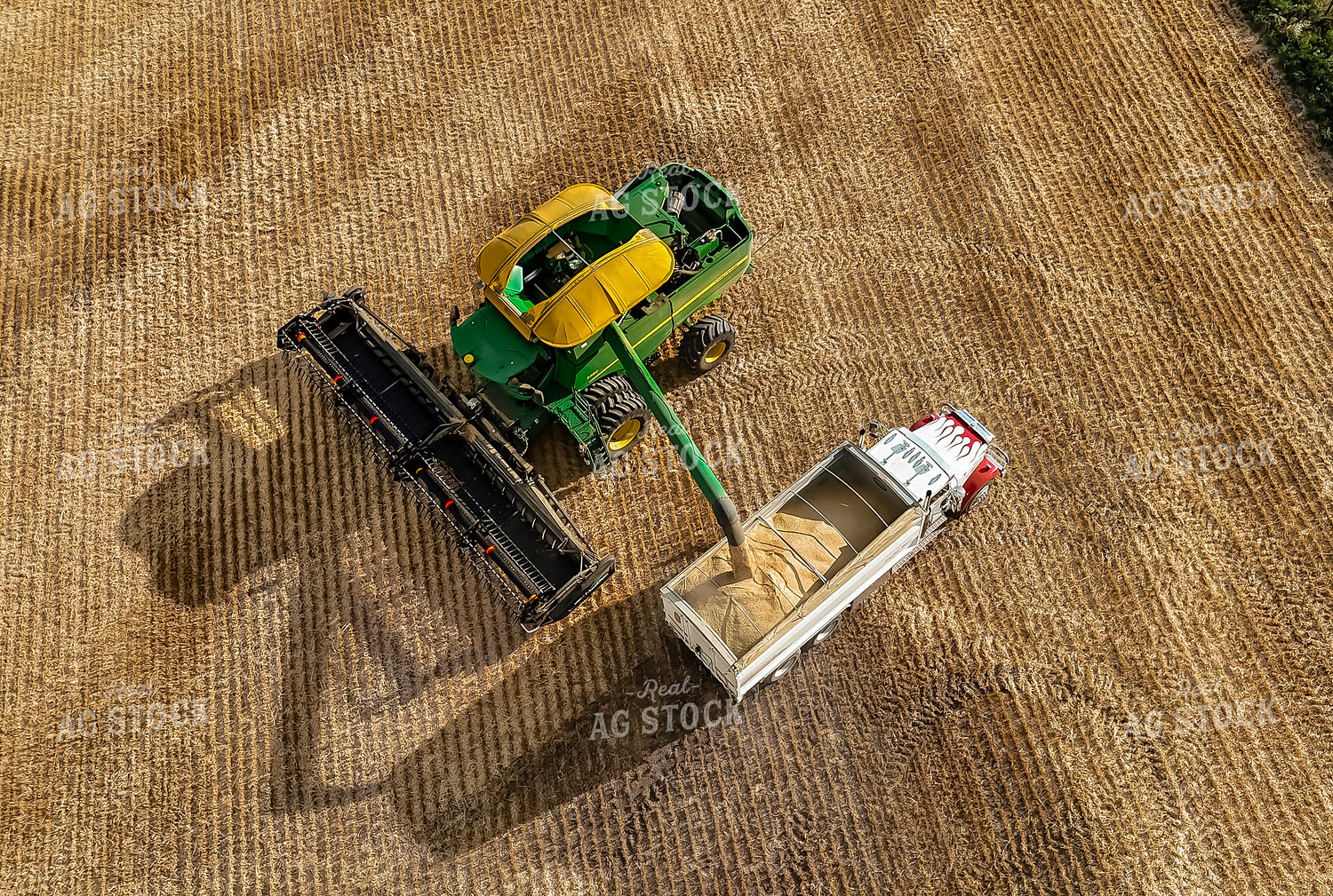 Pea Harvest 187187