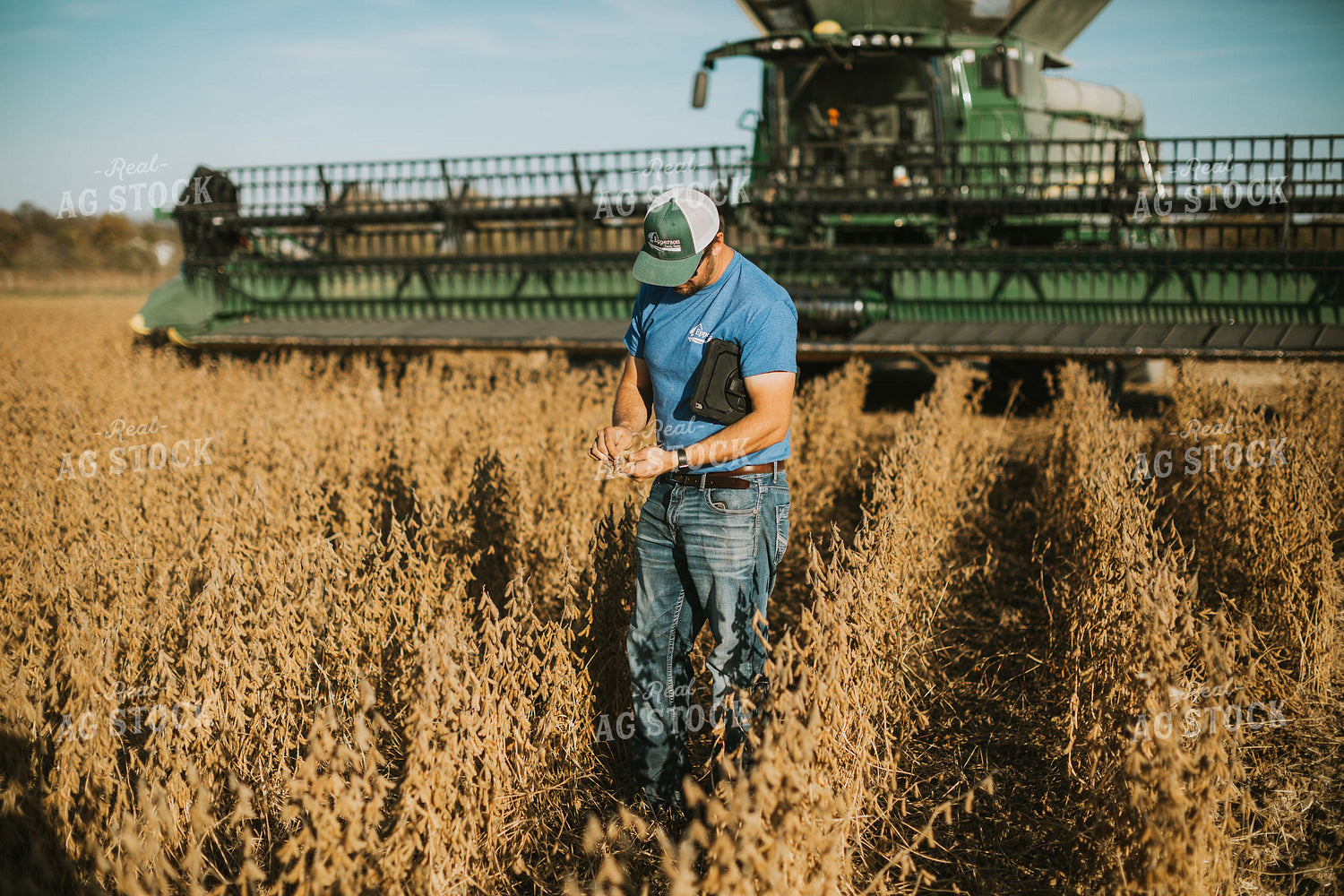 Farmer Examining Soybean Pods 7157