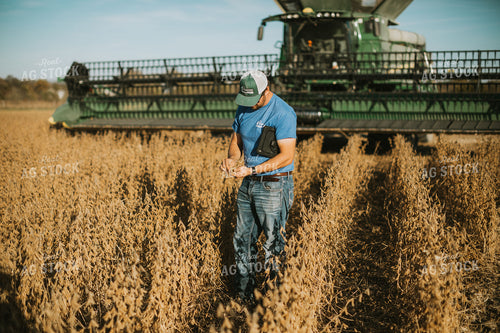 Farmer Examining Soybean Pods 7157