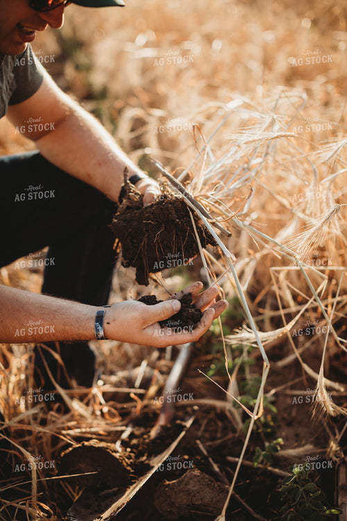 Farmer Agronomist Holding Soil in Soybean and Rye Cover Crop Field 5819