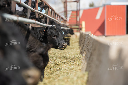 Calves Eating Hay out of Feed Bunk 51029
