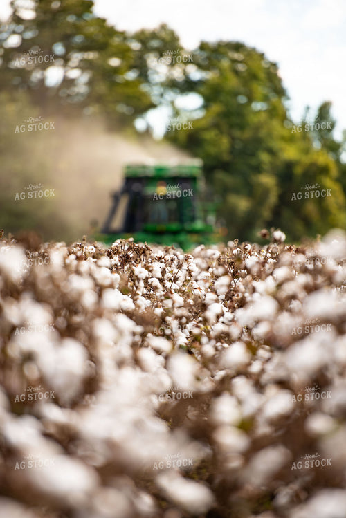 Cotton Harvest 136122