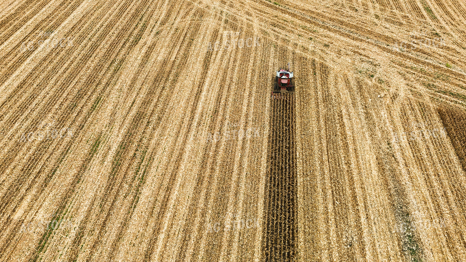 Corn Harvest 191273