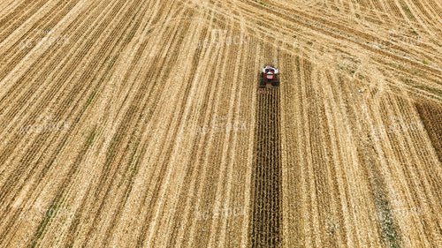 Corn Harvest 191273